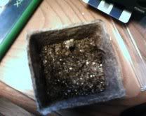 plant.jpg