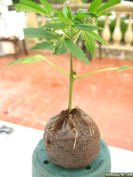 BB_CC_Clones_Sep18_028.jpg