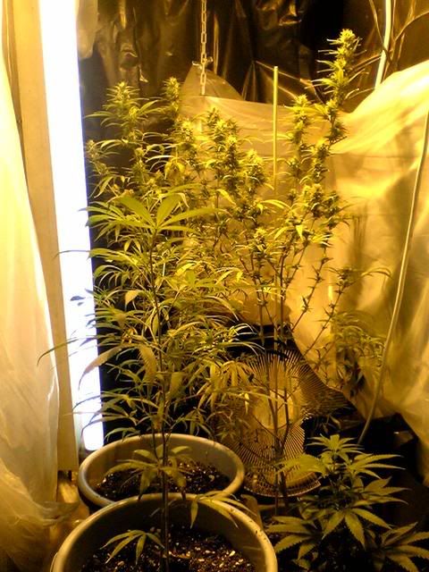 plants.jpg