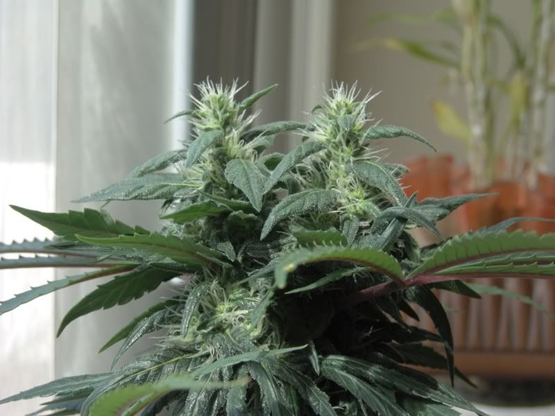 day35buds.jpg