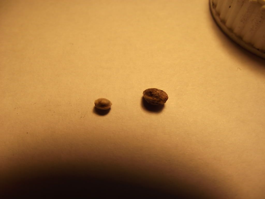 DSCF2128.jpg