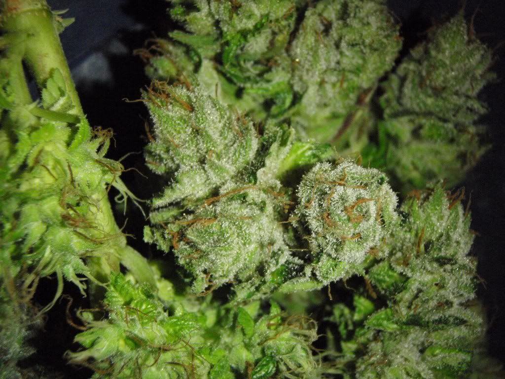 bkharvest8.jpg