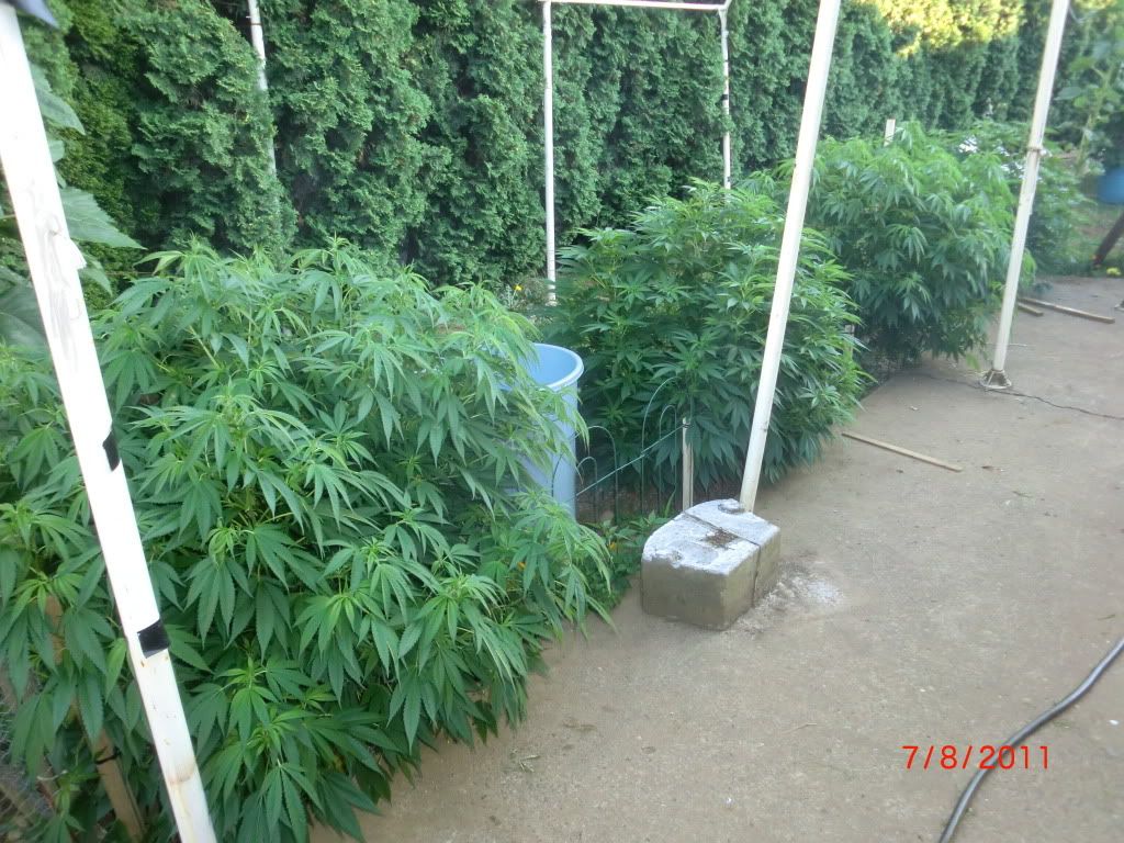 CIMG5681.jpg