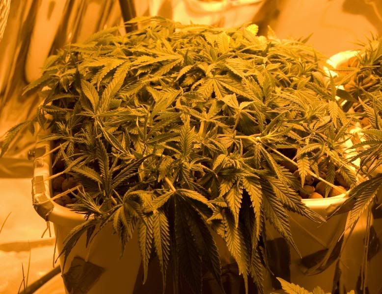 plant2.jpg