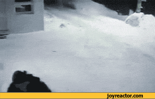 gif-cats-which-way-snow-802435.gif