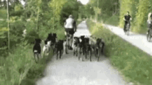 dog-pack.gif