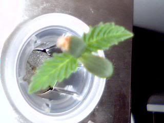 Plantsday3FS2.jpg