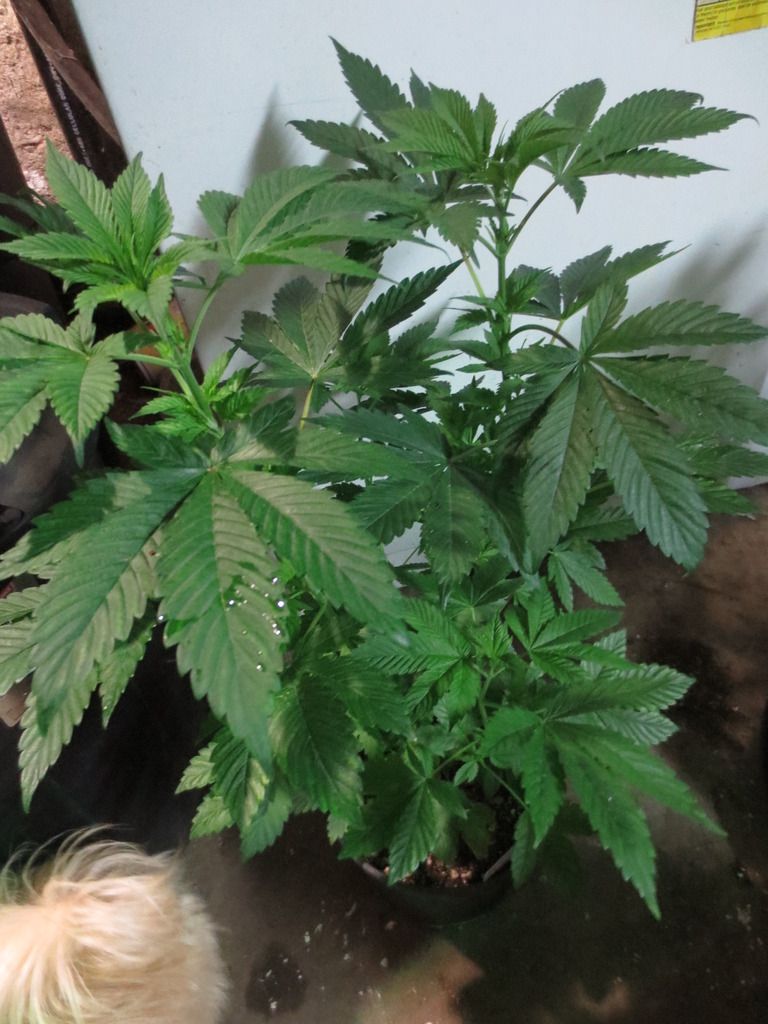 Cabin Fever Seed Breeders Thread Rollitup