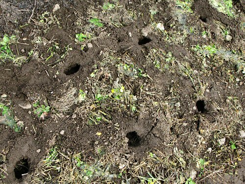 spr08_vole_parsley_root_holes.jpg