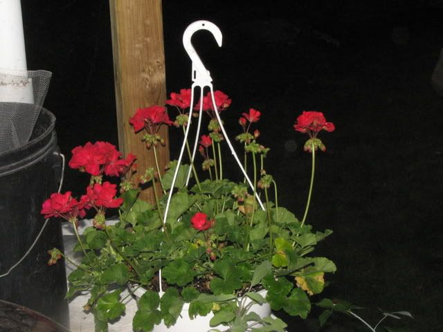 IMG_2062.jpg