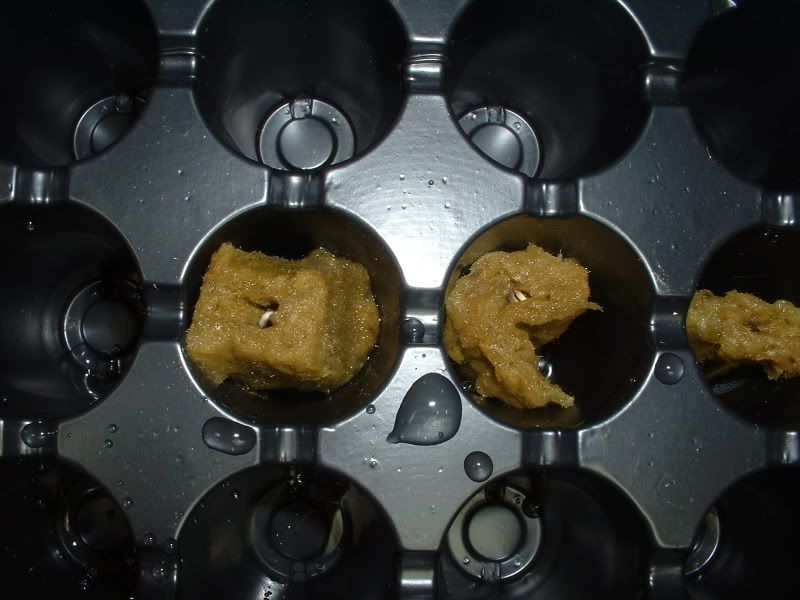 DSCF0029.jpg