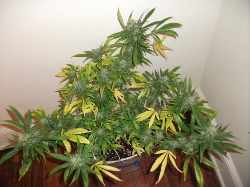 DSCF4170.jpg
