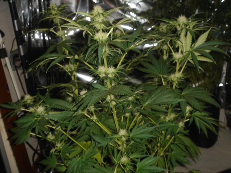 NewBudPorn008.jpg