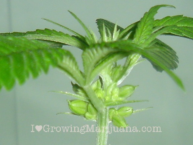05-big-male-cannabis-buds.jpg