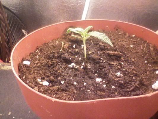 grow2.jpg