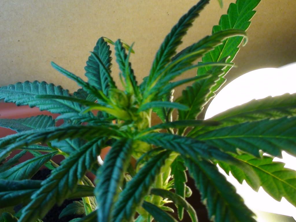 DSC00652.jpg