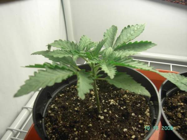 super-skunk-young-veg.jpg