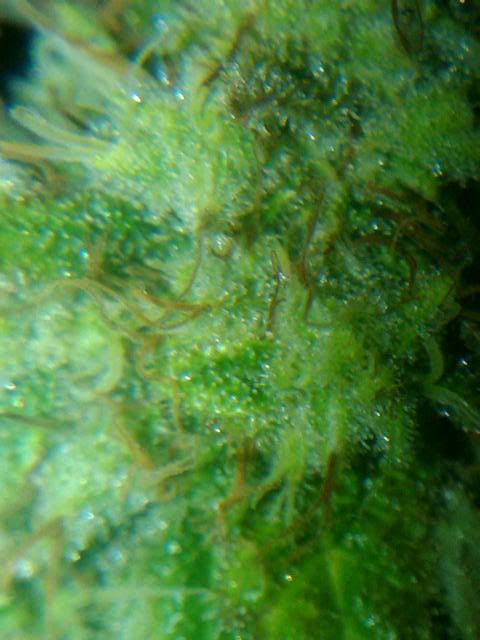 IMG00316-20110616-1607.jpg