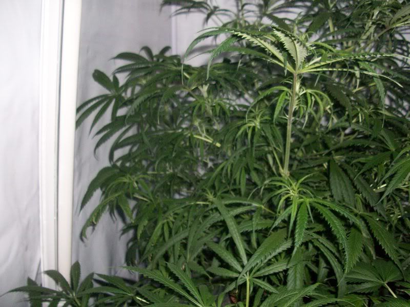 21daysflower006.jpg