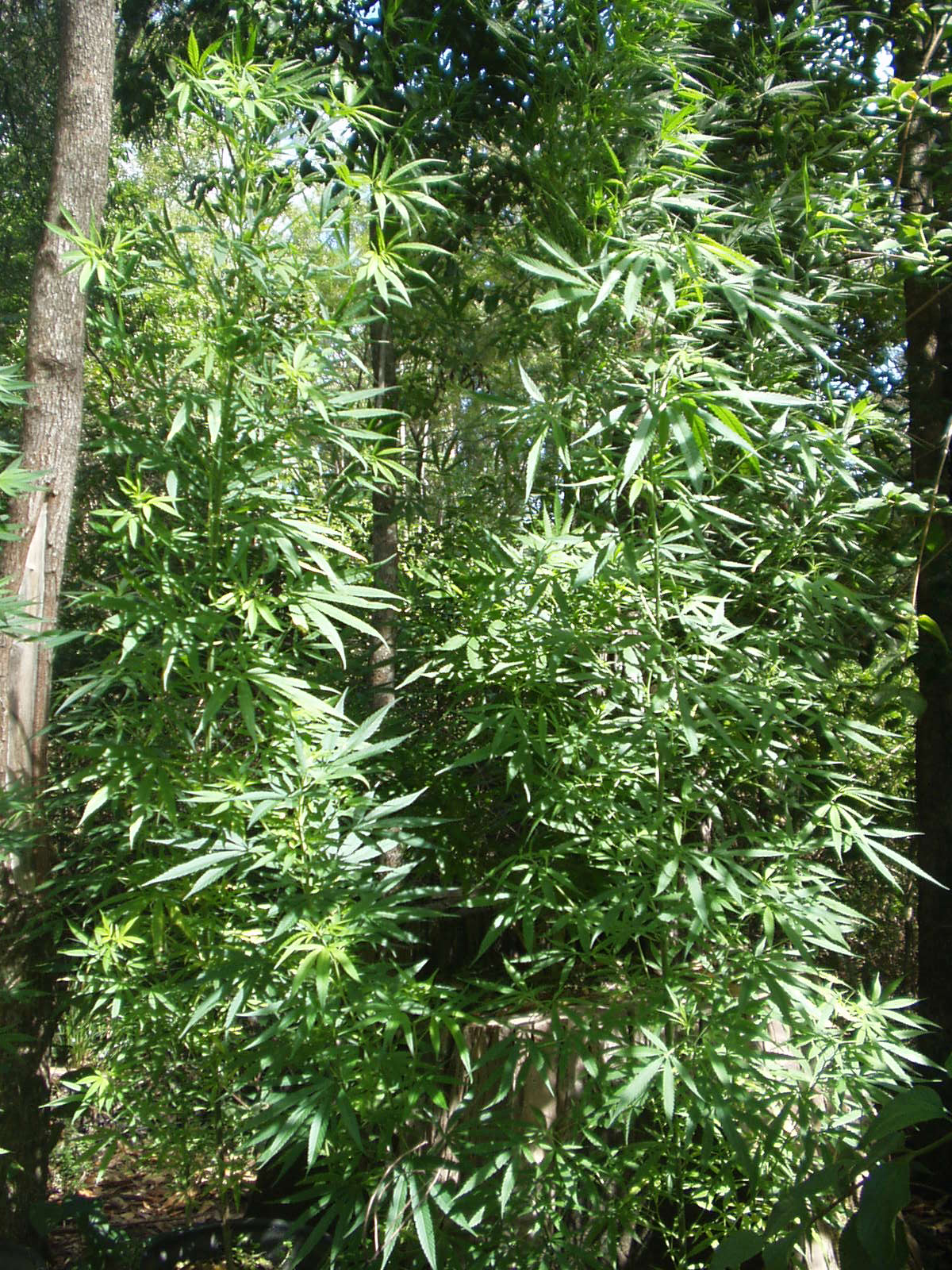 cannabis12.jpg