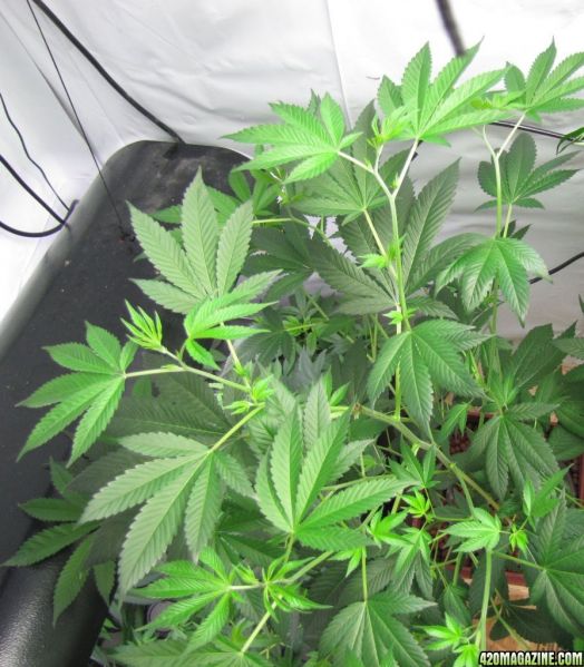 g13_top.jpg