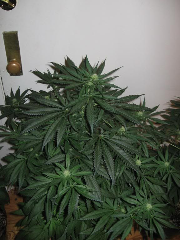 growop082.jpg