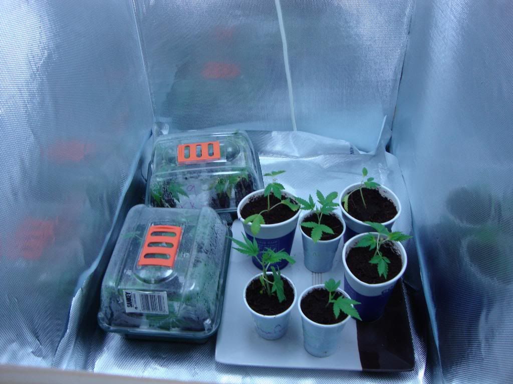 veg002.jpg