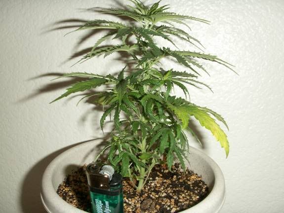 plant516perspective.jpg