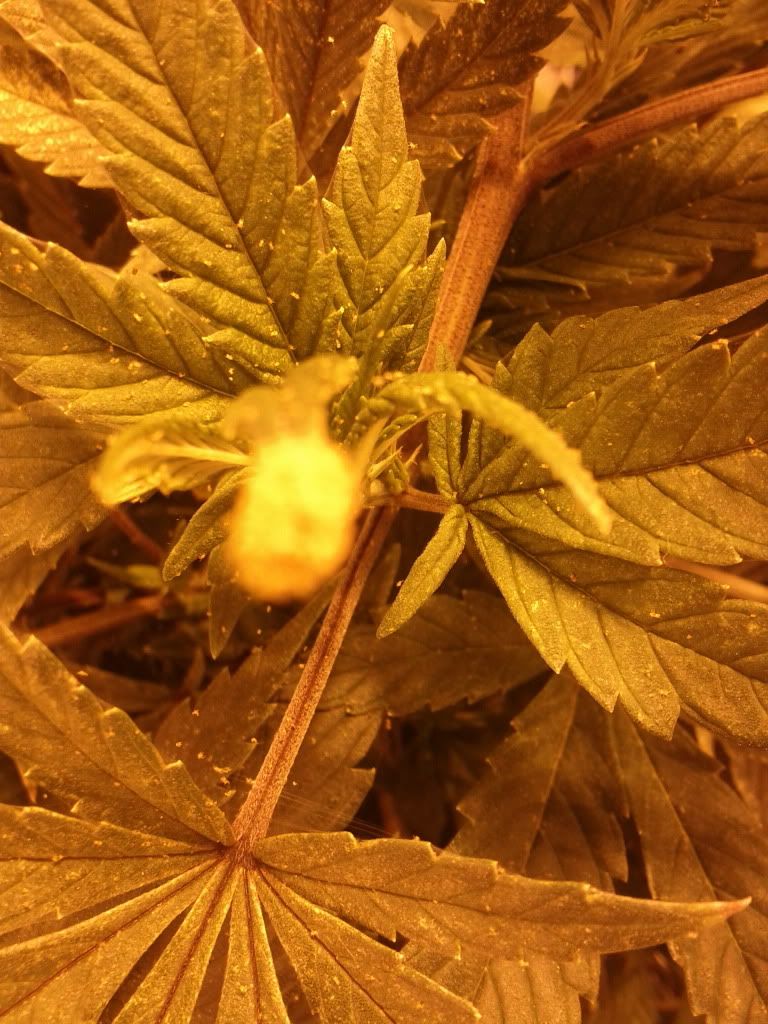 IMG_20120105_141221.jpg