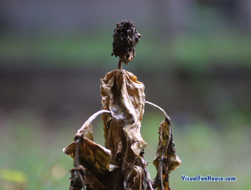 withering-plant-optical-illusion.jpg