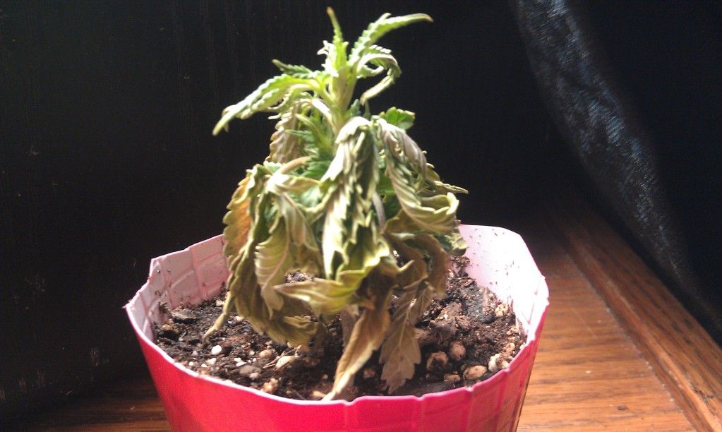 IMAG0111-1.jpg