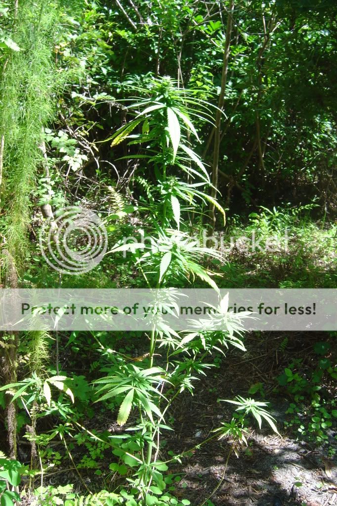 herbal4005.jpg