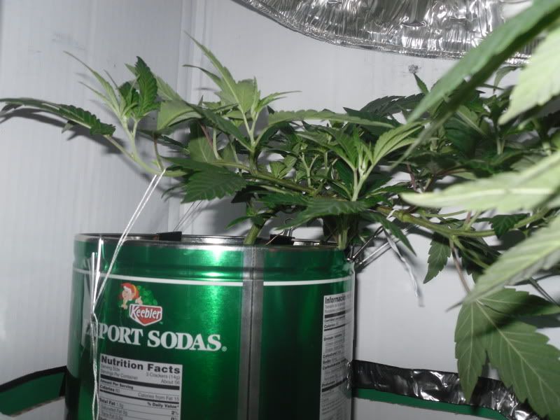 SDC10801.jpg