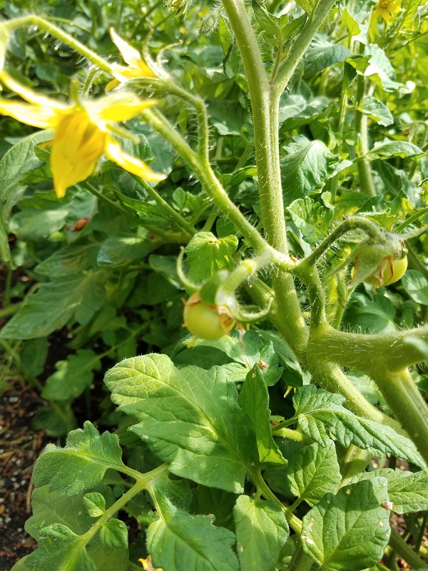 tomato1.jpg