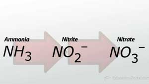 nitrification-process.jpg