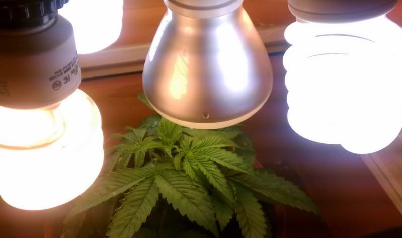 plants88.jpg