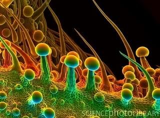 SPL_E_B745432-Cannabis_leaf_surface.jpg