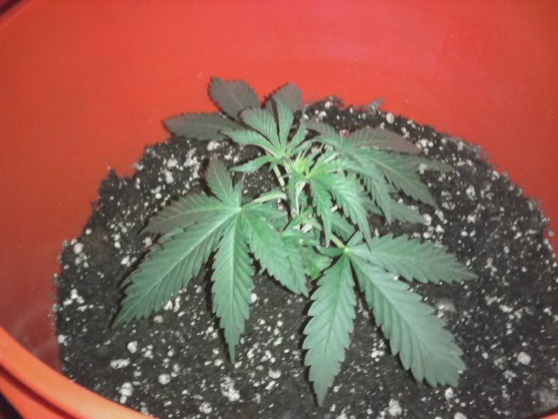 strawberrykush.jpg