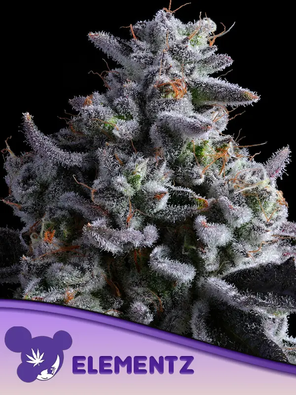 anesiaseeds.com