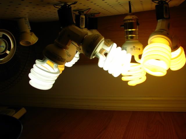 5c598455.jpg