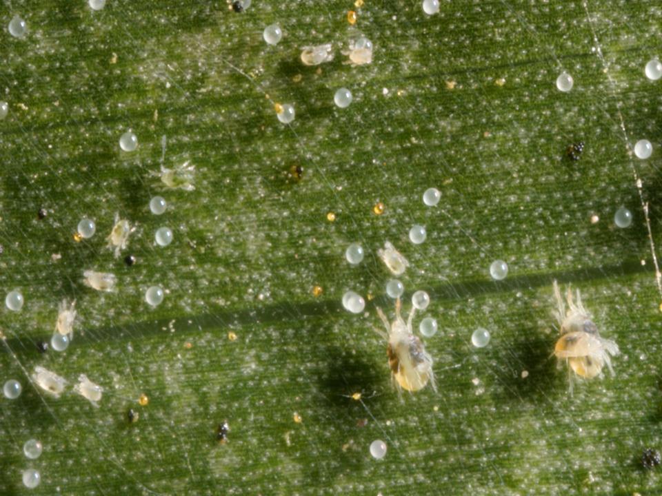 spider-mites-and-eggs.tif