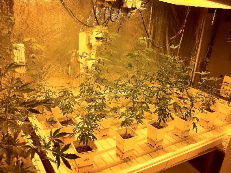 grow111.jpg