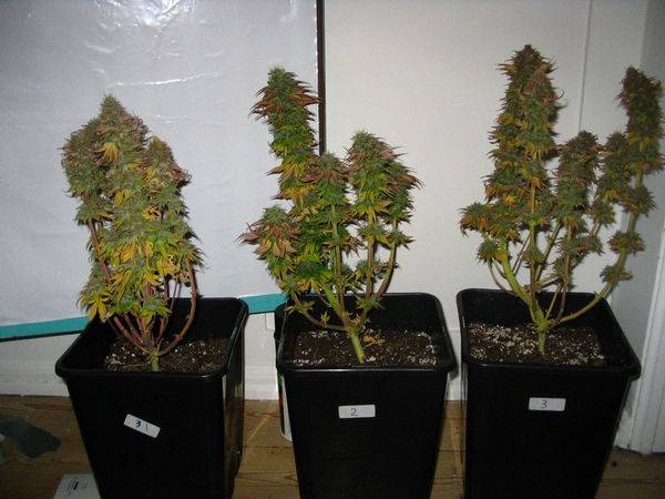 25916Sadhu_58_days_harvest1.jpg
