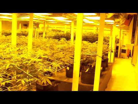img_1878_legal-commercial-grow-1-of-2.jpg