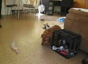82793497.gif