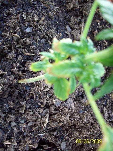 000_0004-1.jpg