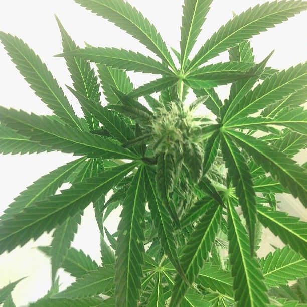 Bud2_zps9adcc3e9.jpg