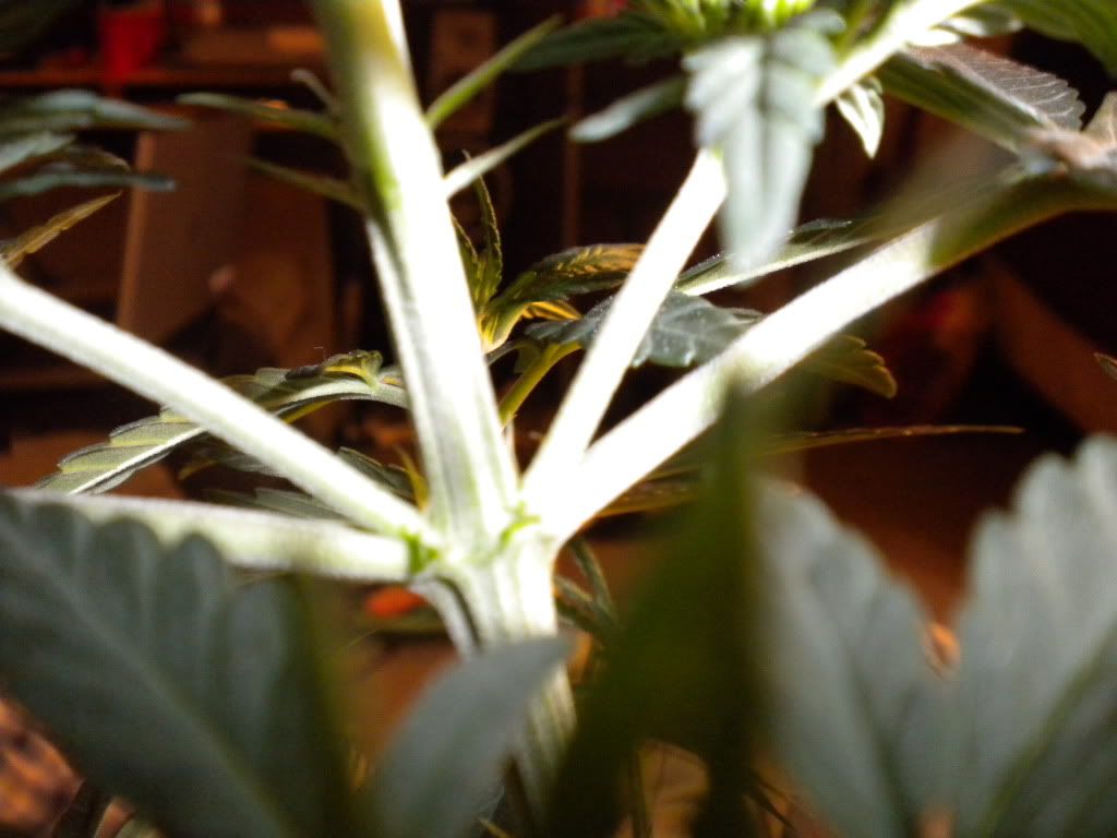 DSCN0465.jpg
