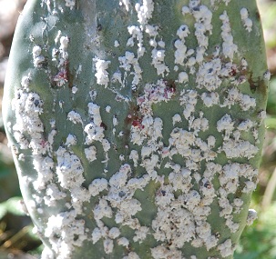 closeup-cochineal-scale240.jpg