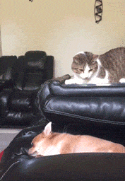 1667580389_13.gif